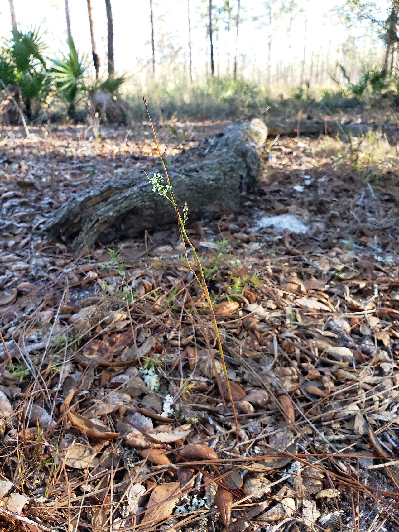 Tall jointweed: Tall Jointweed ( Polygonella gracilis ) in the United States