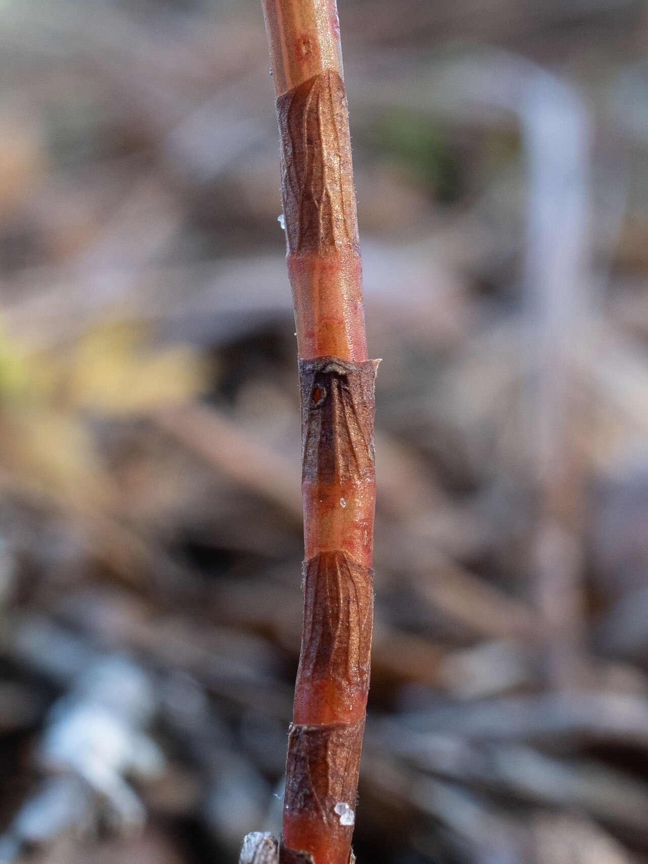 Tall jointweed: Tall Jointweed ( Polygonella gracilis ) in the United States