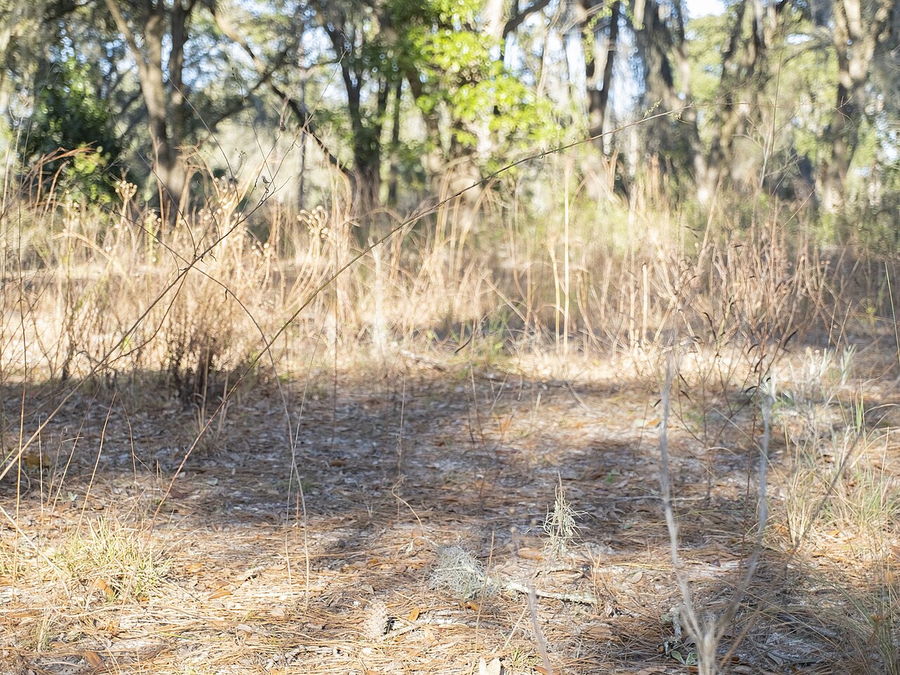 Tall jointweed: Polygonella in the United States