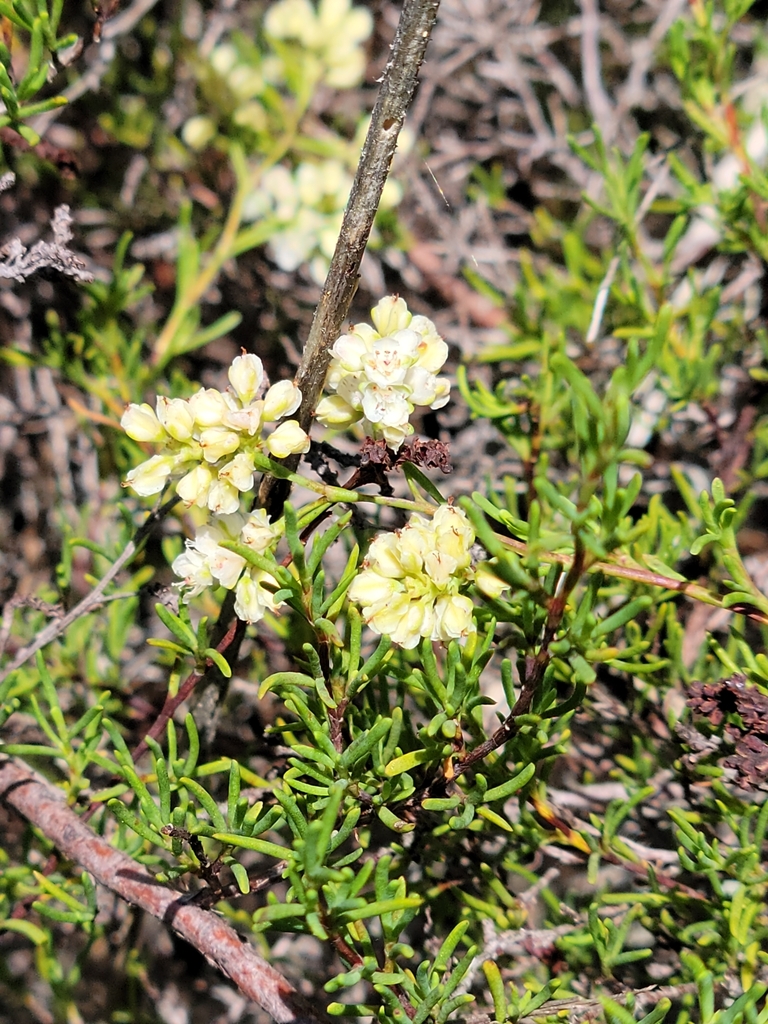 Small's jointweed (Polygonella myriophylla)