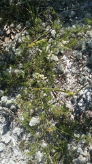 Small's jointweed (Polygonella myriophylla)
