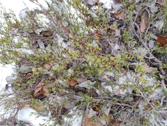 Small's jointweed (Polygonella myriophylla)