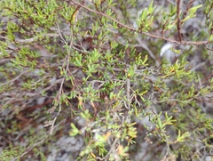 Small's jointweed (Polygonella myriophylla)