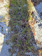 Small's jointweed (Polygonella myriophylla)