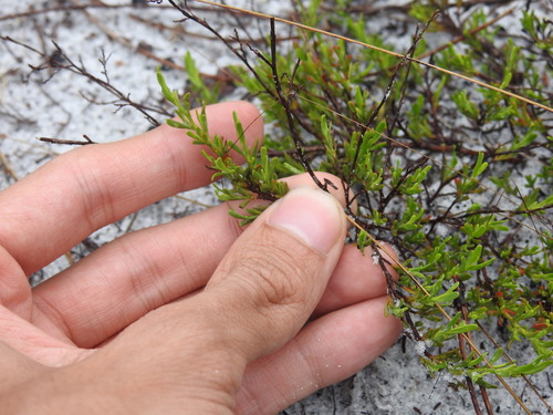 Small's jointweed (Polygonella myriophylla)