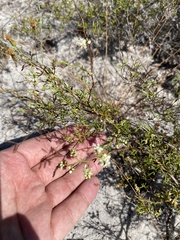 Small's jointweed (Polygonella myriophylla)