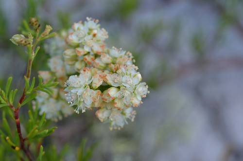 Small's jointweed (Polygonella myriophylla)