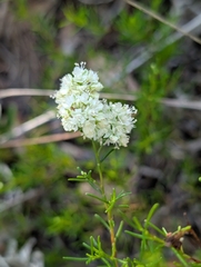 Small's jointweed (Polygonella myriophylla)