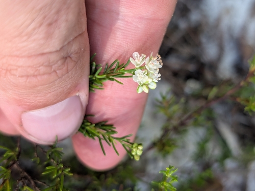 Small's jointweed (Polygonella myriophylla)