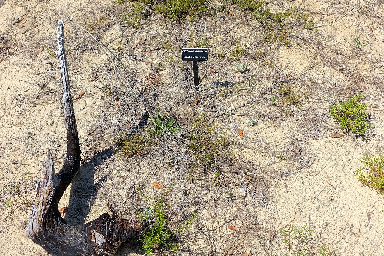 Small's jointweed: Botanical specimen in Bok Tower Gardens - Florida, USA.