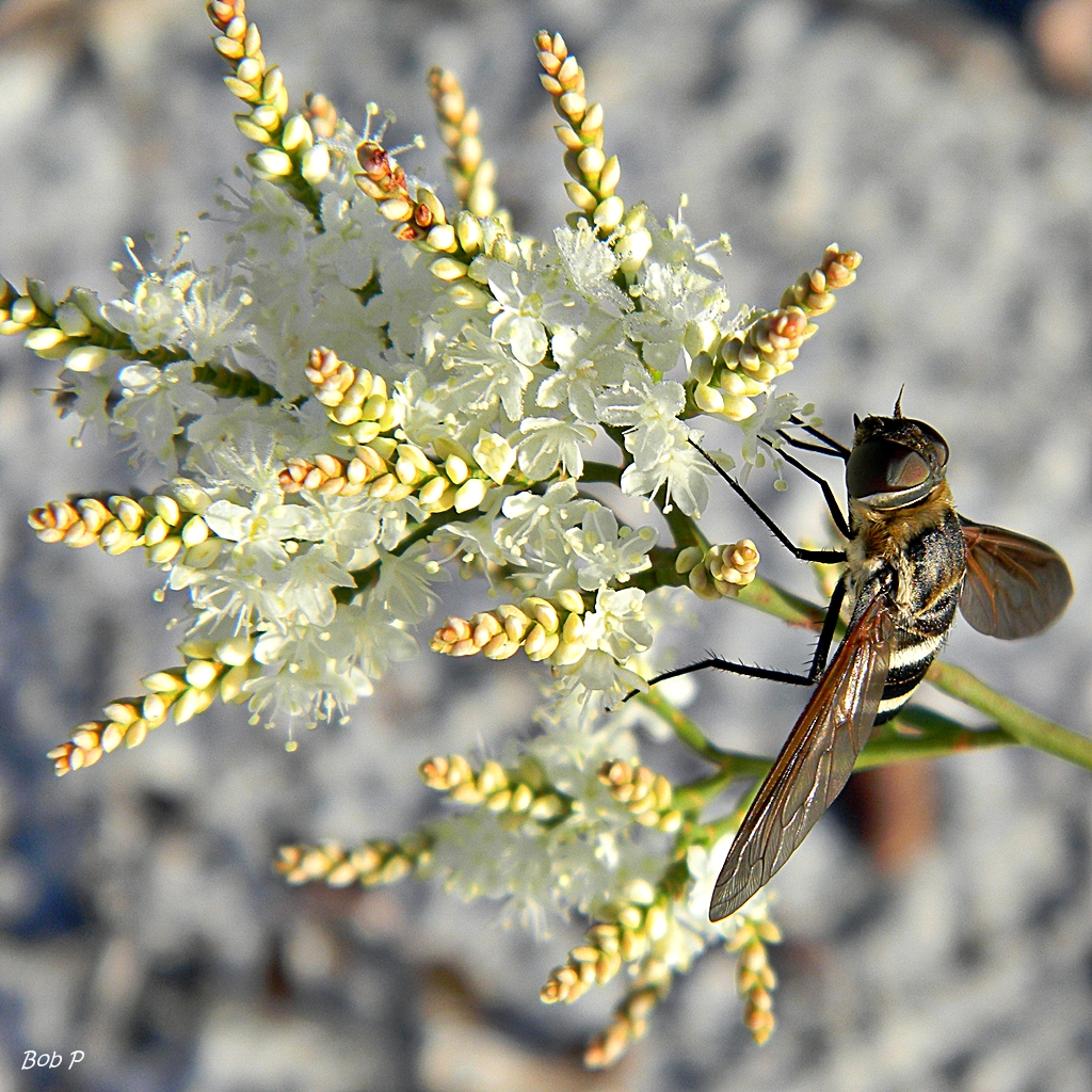 October flower: Barred Bee Fly on October Flower