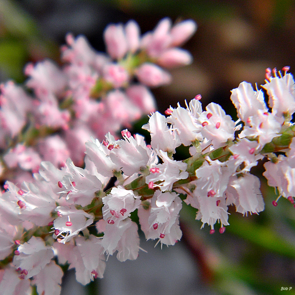 Largeflower jointweed: Citizen of the sandy oak scrub at the north end of Frenchman's Forest Natural Area. This imperiled plant is endemic to Florida. The flowers vary from snow white