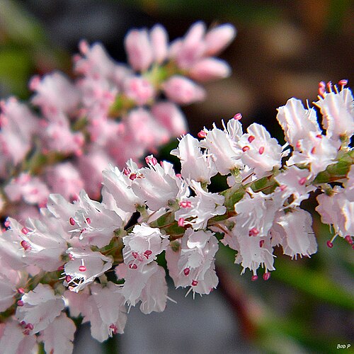 Largeflower jointweed: Citizen of the sandy oak scrub at the north end of Frenchman's Forest Natural Area. This imperiled plant is endemic to Florida. The flowers vary from snow white