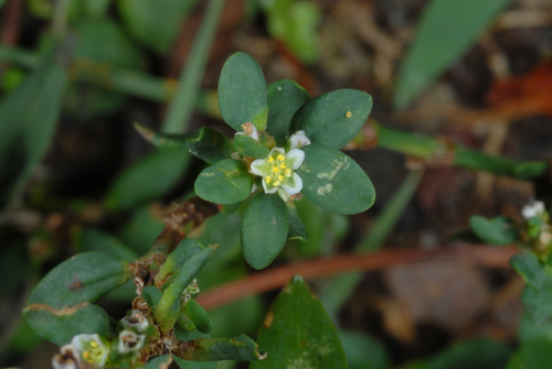 Yard knotweed