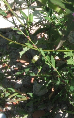 Yard knotweed (Polygonum aviculare)