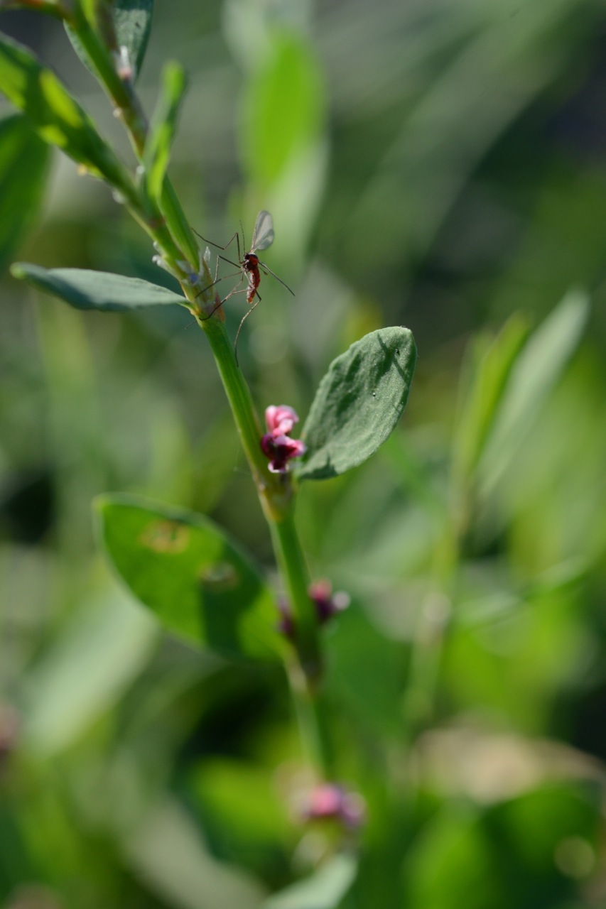 Yard knotweed: Polygonum aviculare