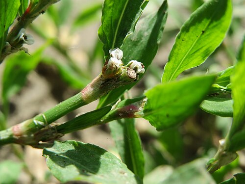 Yard knotweed: Der oft übersehene Vogelknöterich ( Polygonum aviculare ) im Landschaftsschutzgebiet Hockenheimer Rheinbogen