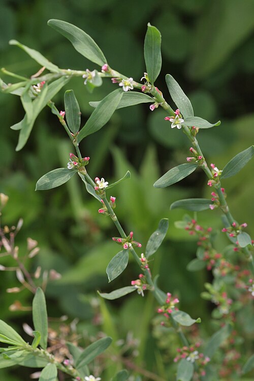 Yard knotweed: Polygonum aviculare