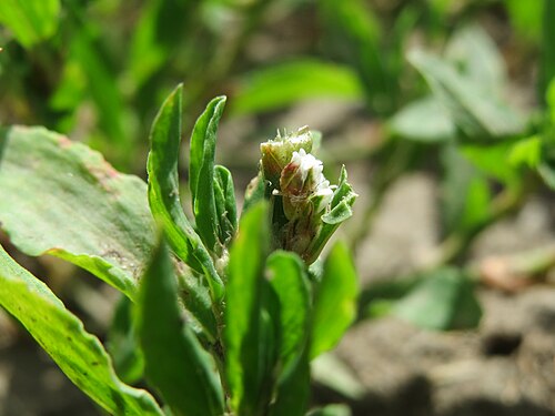 Yard knotweed: Der oft übersehene Vogelknöterich ( Polygonum aviculare ) im Landschaftsschutzgebiet Hockenheimer Rheinbogen