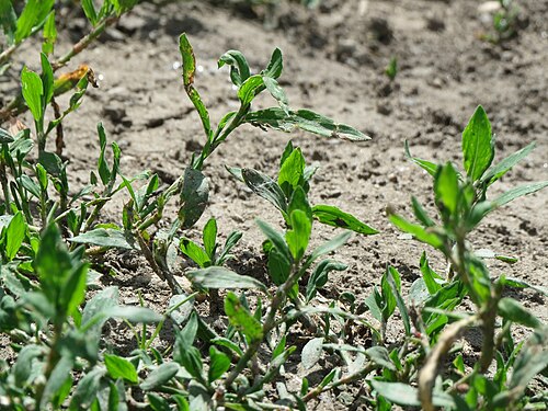 Yard knotweed: Der oft übersehene Vogelknöterich ( Polygonum aviculare ) im Landschaftsschutzgebiet Hockenheimer Rheinbogen