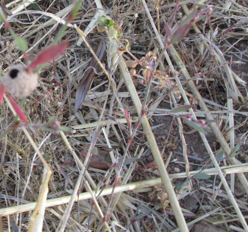Yard knotweed (Polygonum aviculare)