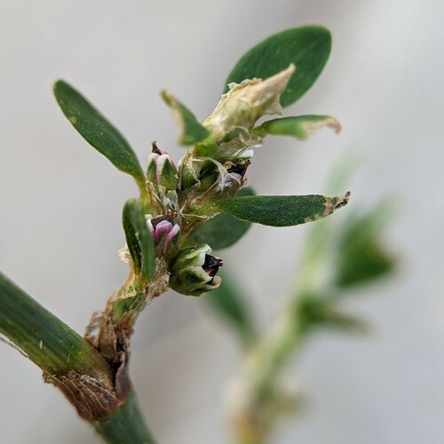Yard knotweed (Polygonum aviculare)