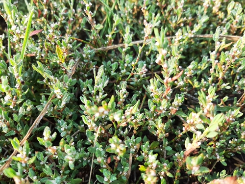 Yard knotweed (Polygonum aviculare)