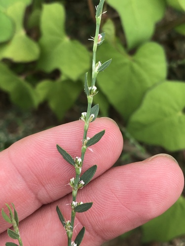 Yard knotweed (Polygonum aviculare)
