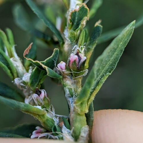 Yard knotweed (Polygonum aviculare)