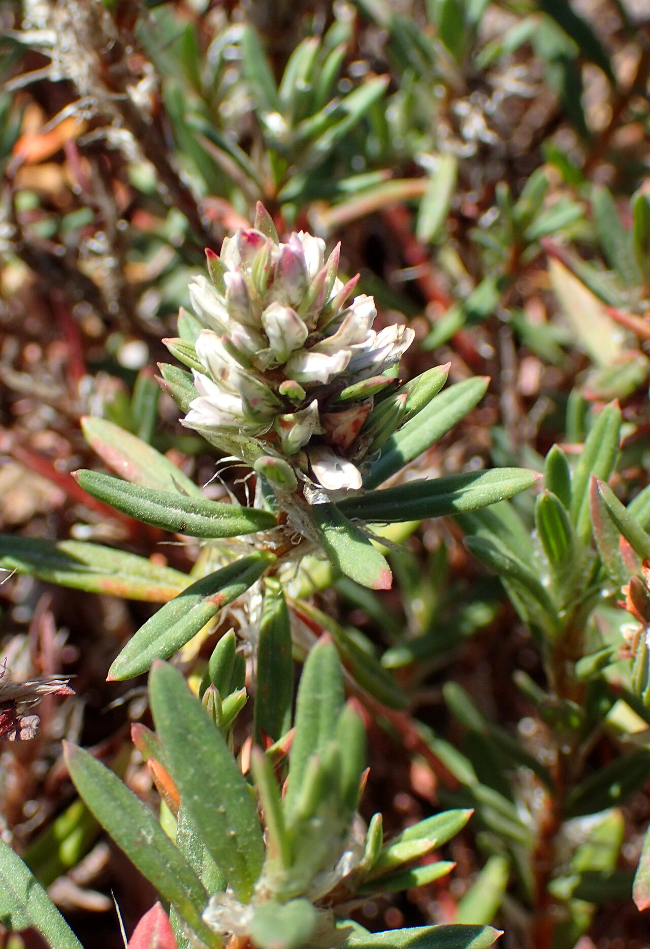 Beach knotweed: Polygonum paronychia in the Humboldt Botanical Garden, Eureka, Ca