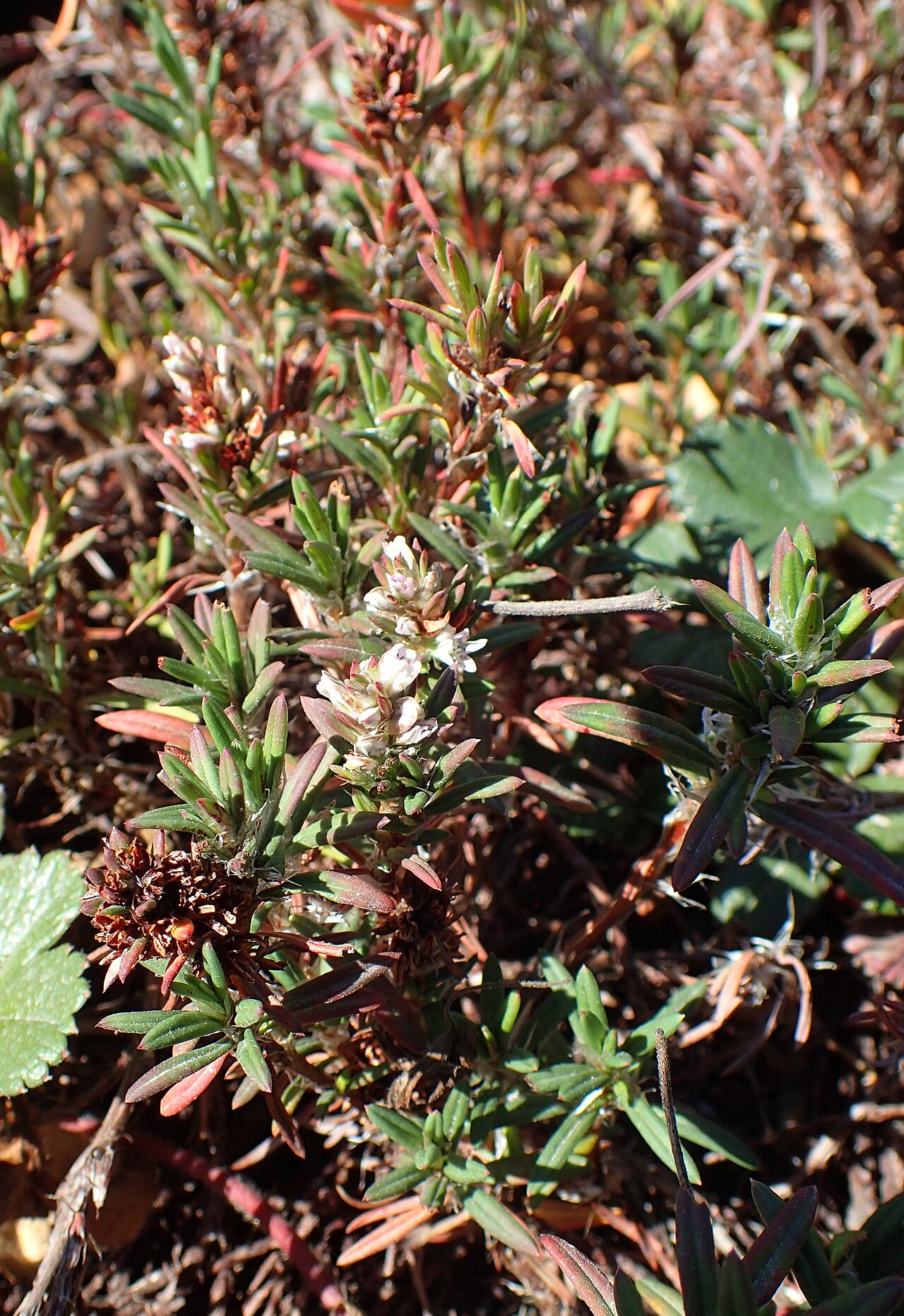 Beach knotweed: Polygonum paronychia in the Humboldt Botanical Garden, Eureka, Ca