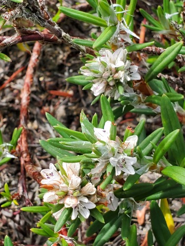 Beach knotweed (Polygonum paronychia)
