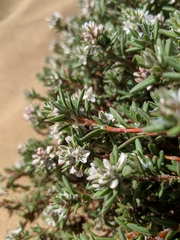 Beach knotweed (Polygonum paronychia)