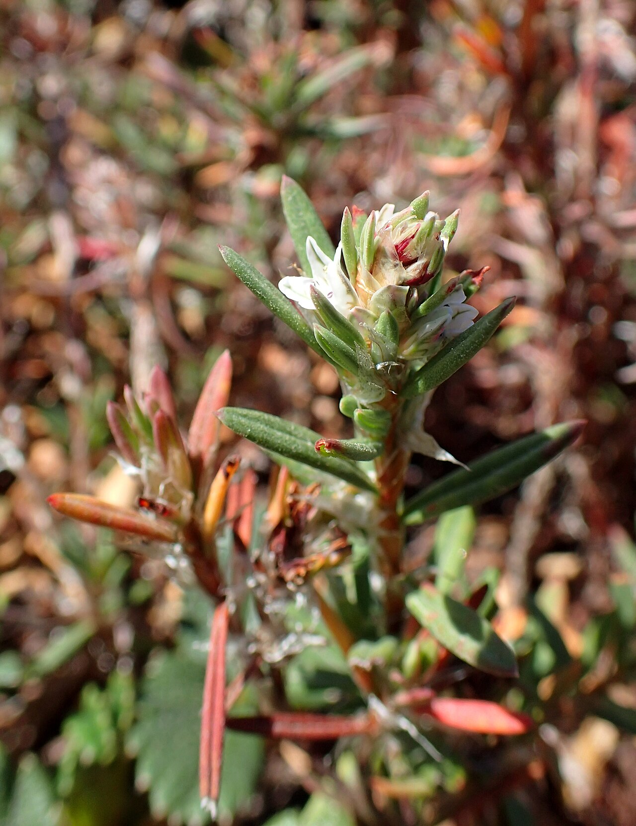 Beach knotweed: Polygonum paronychia in the Humboldt Botanical Garden, Eureka, Ca