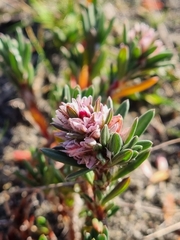 Beach knotweed (Polygonum paronychia)