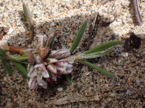 Beach knotweed (Polygonum paronychia)