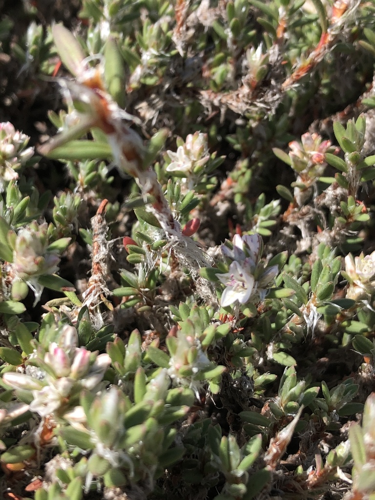 Beach knotweed (Polygonum paronychia)
