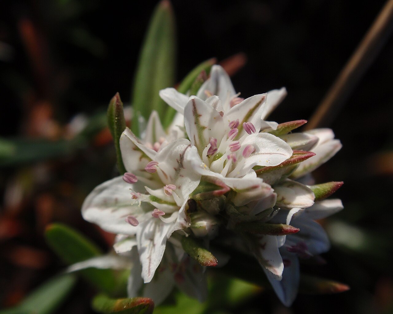 Beach knotweed: Polygonum paronychia at Lobos Creek dunes in the Presidio, San Francisco, California, USA