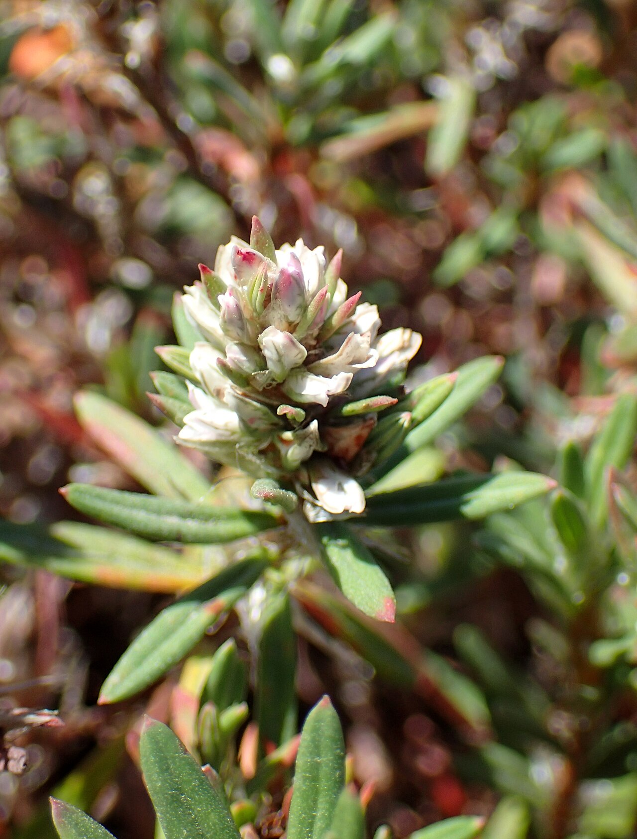 Beach knotweed: Polygonum paronychia in the Humboldt Botanical Garden, Eureka, Ca