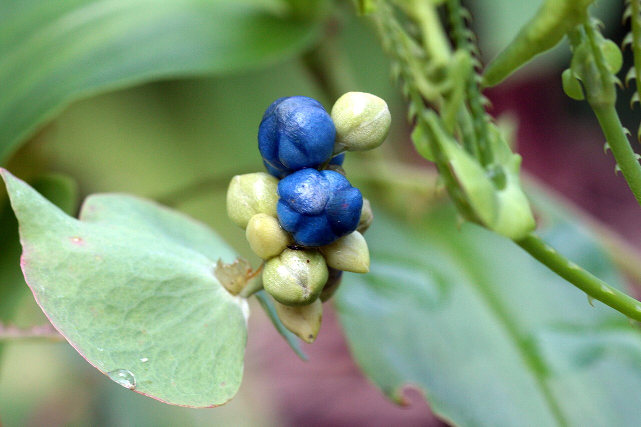 Asiatic tearthumb: Persicaria perfoliata