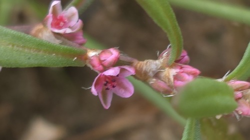 Common knotweed (Polygonum plebeium)