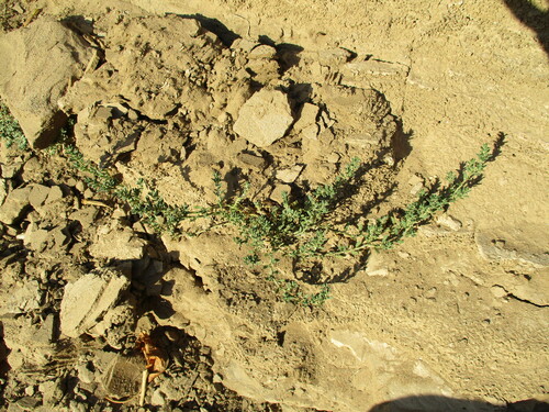 Common knotweed (Polygonum plebeium)