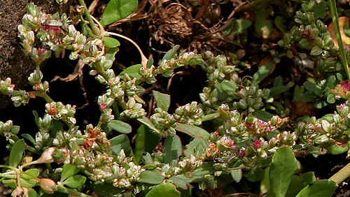 Common knotweed: Polygonum plebeium (Syn. P. plebejum ) - Small Knotweed • Hindi: मचेची Machechi • Manipuri: তৰাকমনা Tarakmana • Marathi: गुलाबी गोधडी Gulabi Godhadi • Bengali: 