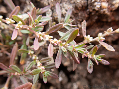 Common knotweed (Polygonum plebeium)