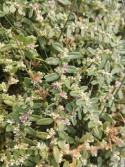 Common knotweed (Polygonum plebeium)