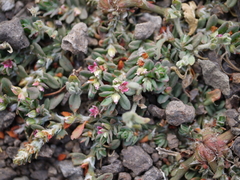 Common knotweed (Polygonum plebeium)