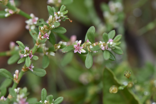 Common knotweed (Polygonum plebeium)