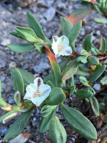 Shasta knotweed (Polygonum shastense)