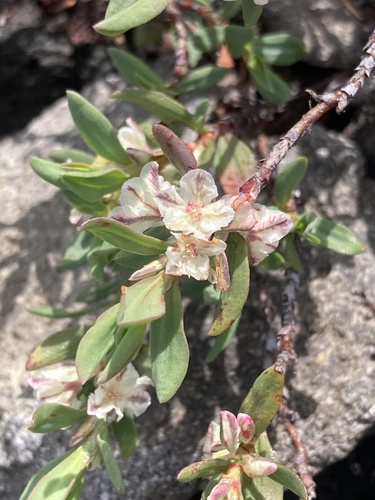 Shasta knotweed (Polygonum shastense)
