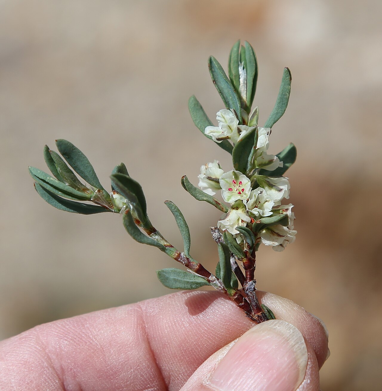 Shasta knotweed: Shasta knotweed (Polygonum shastense), closeup of small branch showing rough, scaly twigs, folded leaves, and 5-petaled white flowers. At 10,380ft along trail b
